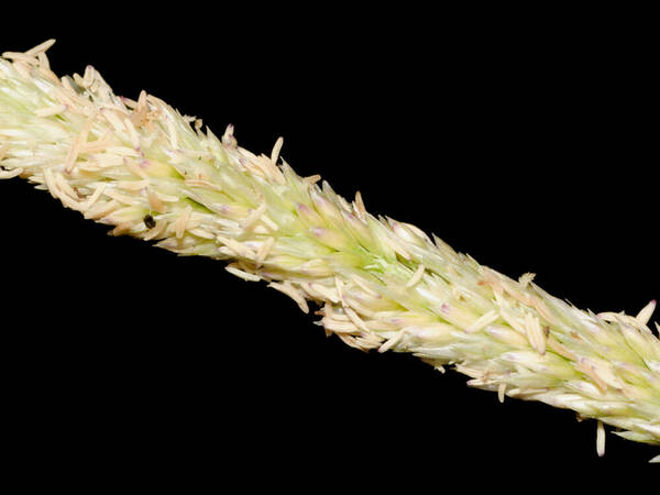 Sporobolus virginicus Spikelets