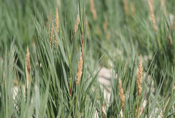 Sporobolus virginicus Inflorescence