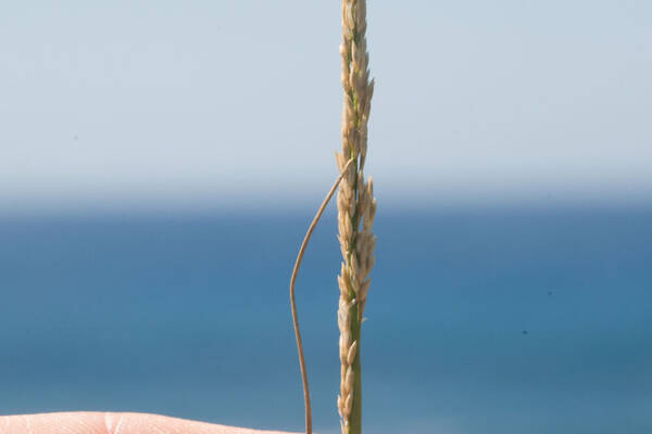 Sporobolus virginicus Inflorescence