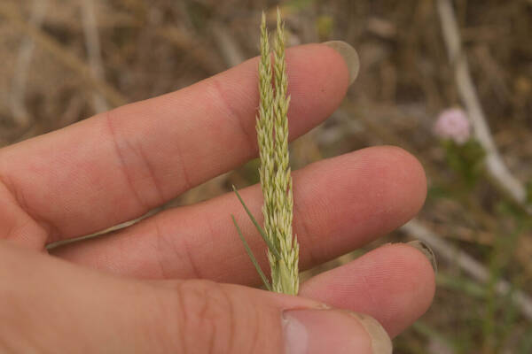 Sporobolus virginicus Inflorescence