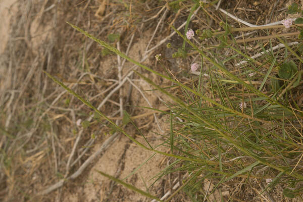 Sporobolus virginicus Inflorescence