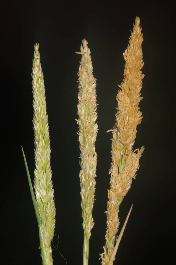 Sporobolus virginicus Inflorescence