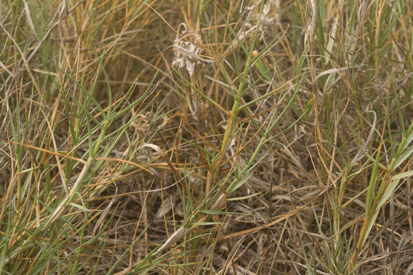 Sporobolus virginicus Plant