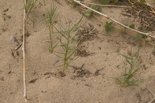 Sporobolus virginicus Plant