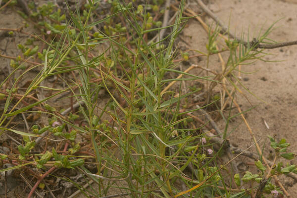 Sporobolus virginicus Plant