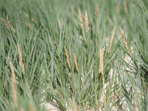 Sporobolus virginicus Plant