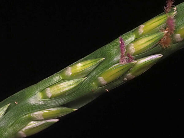 Stenotaphrum secundatum Spikelets