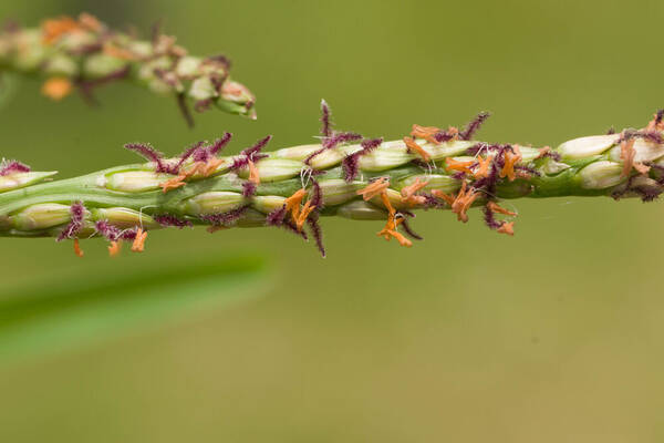 Stenotaphrum secundatum Spikelets