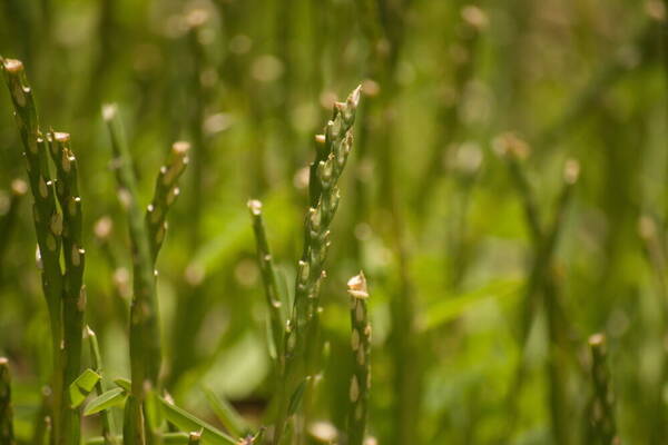 Stenotaphrum secundatum Habit