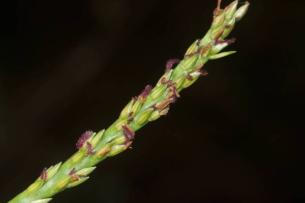 Stenotaphrum secundatum Inflorescence