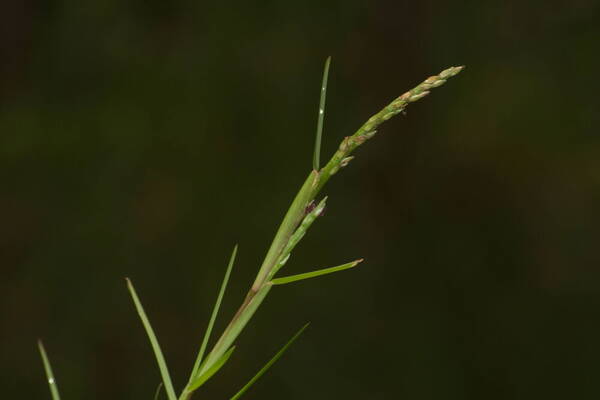 Stenotaphrum secundatum Inflorescence