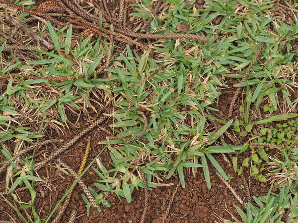 Stenotaphrum secundatum Plant