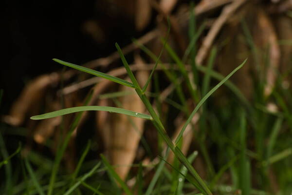 Stenotaphrum secundatum Plant