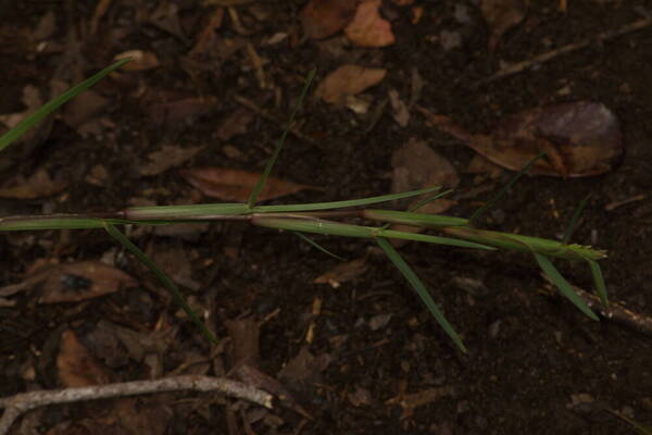 Stenotaphrum secundatum Plant