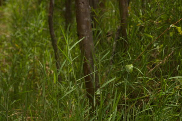 Stenotaphrum secundatum Plant