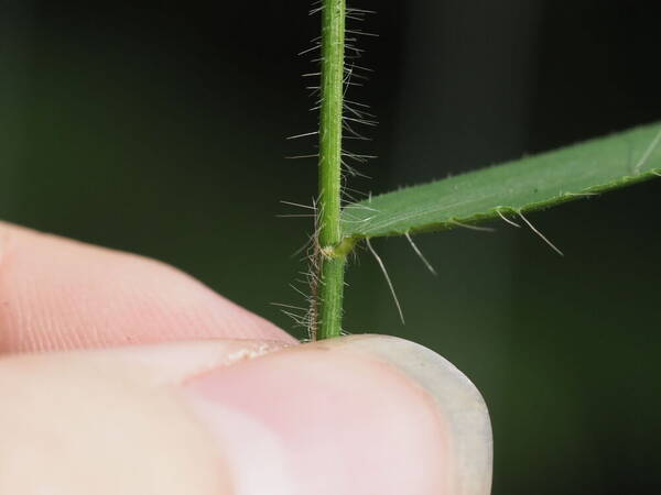 Stolonochloa pygmaea Collar