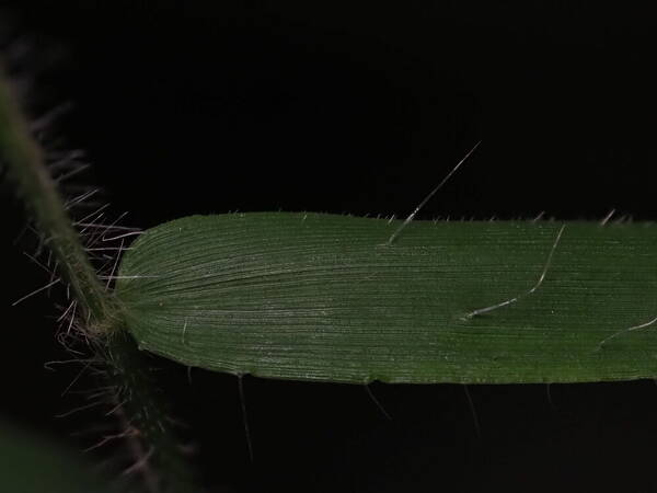 Stolonochloa pygmaea Collar