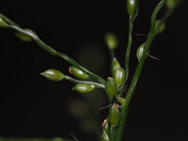 Stolonochloa pygmaea Spikelets