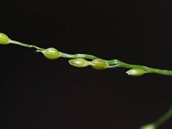 Stolonochloa pygmaea Spikelets