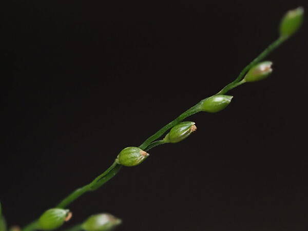 Stolonochloa pygmaea Spikelets