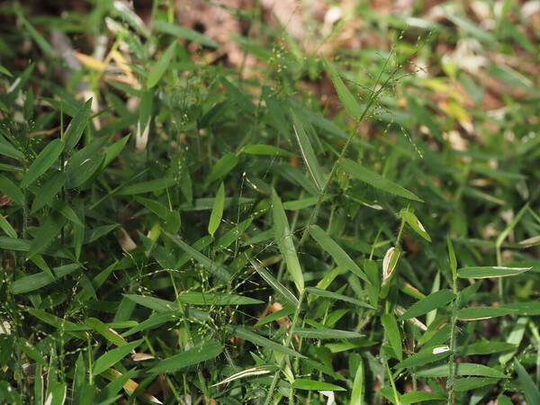 Stolonochloa pygmaea Habit