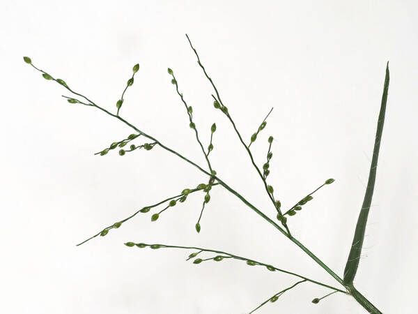 Stolonochloa pygmaea Inflorescence