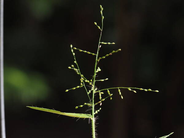 Stolonochloa pygmaea Inflorescence