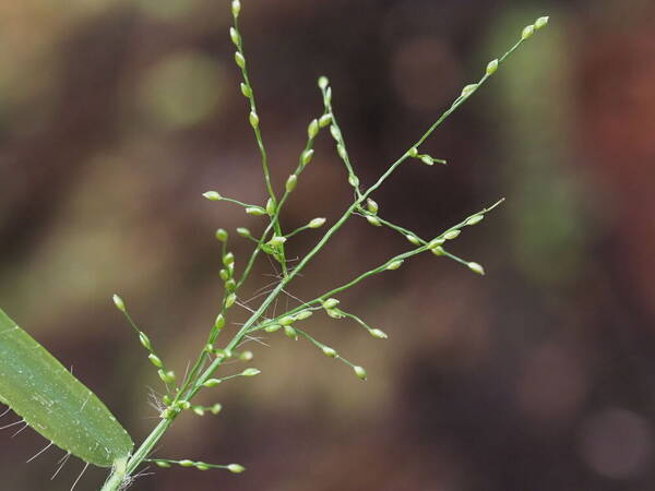 Stolonochloa pygmaea Inflorescence