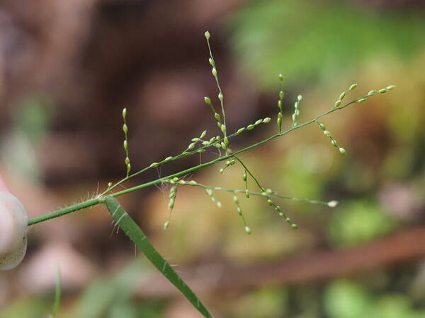 Stolonochloa pygmaea Inflorescence