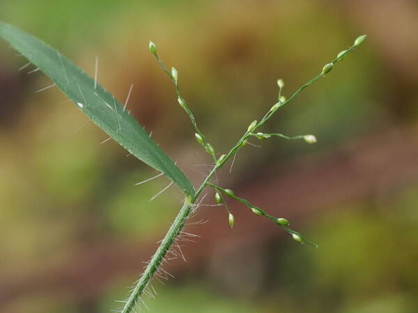 Stolonochloa pygmaea Inflorescence