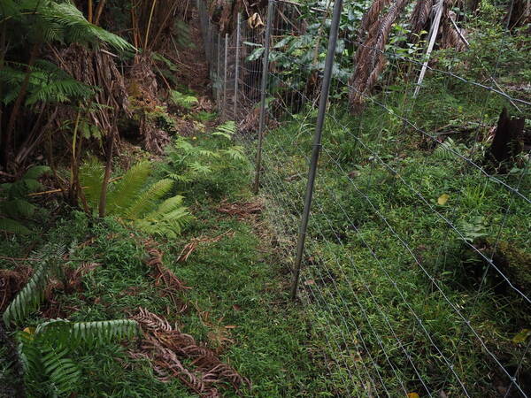 Stolonochloa pygmaea Landscape