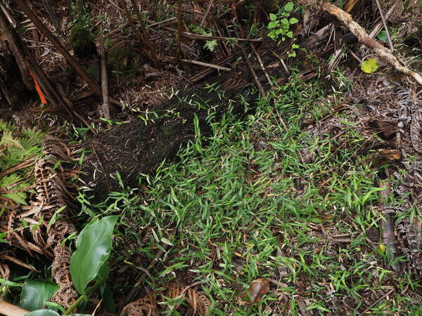 Stolonochloa pygmaea Landscape