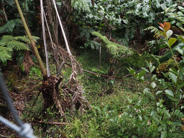 Stolonochloa pygmaea Landscape