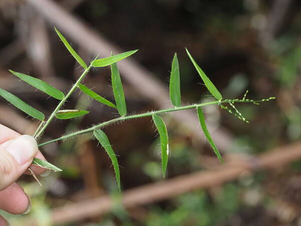 Stolonochloa pygmaea Plant