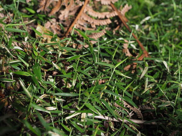 Stolonochloa pygmaea Plant