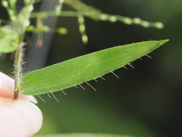 Stolonochloa pygmaea Plant