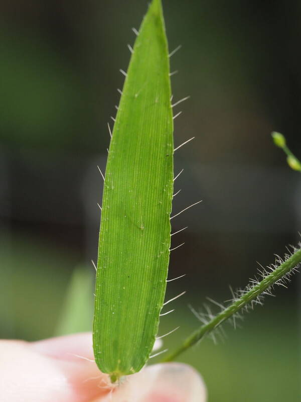 Stolonochloa pygmaea Plant