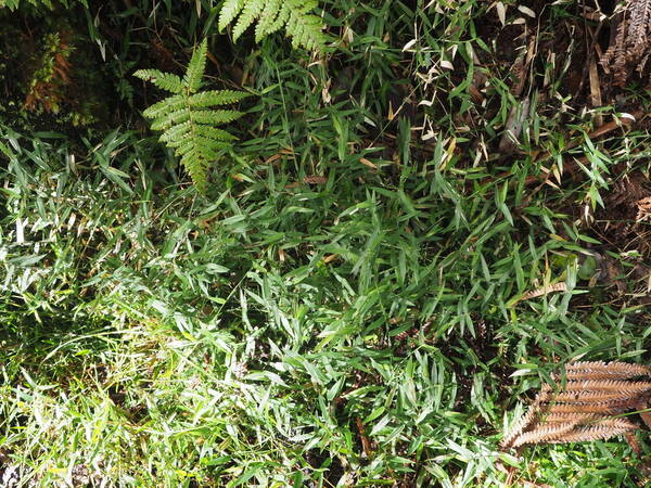 Stolonochloa pygmaea Plant