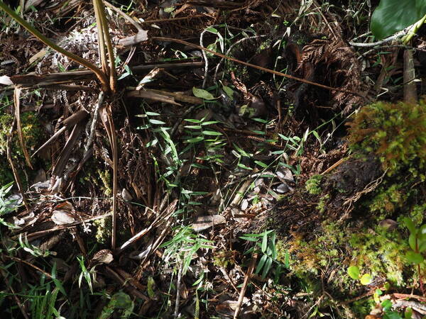 Stolonochloa pygmaea Plant