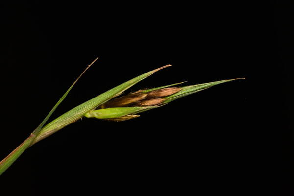 Themeda villosa Spikelets