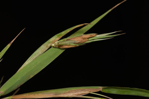 Themeda villosa Spikelets