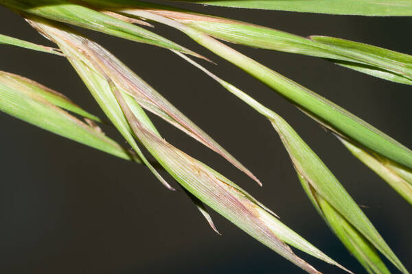 Themeda villosa Spikelets