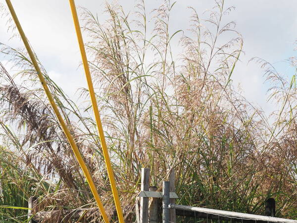 Themeda villosa Habit