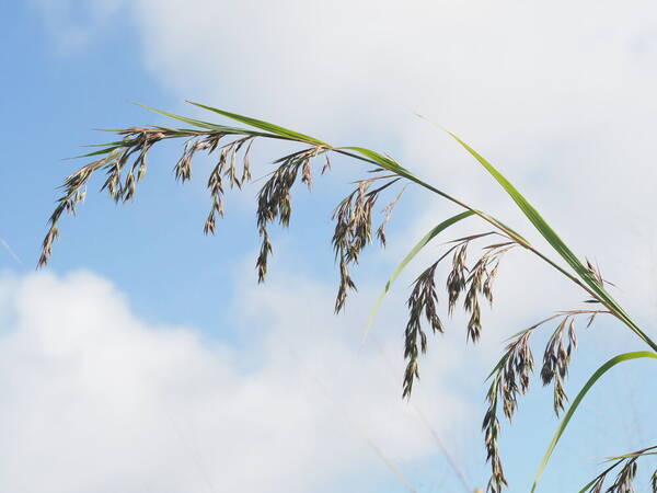 Themeda villosa Inflorescence