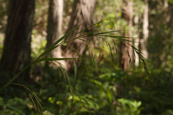 Themeda villosa Inflorescence