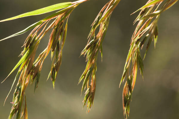 Themeda villosa Inflorescence