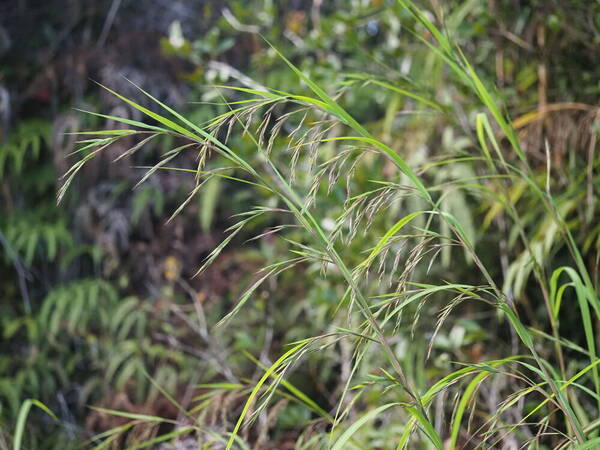 Themeda villosa Inflorescence