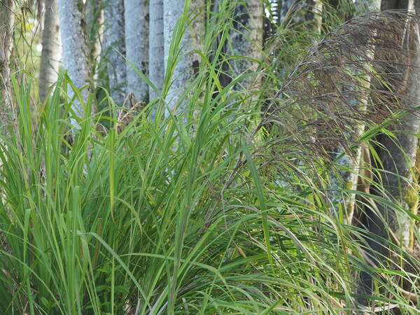 Themeda villosa Inflorescence