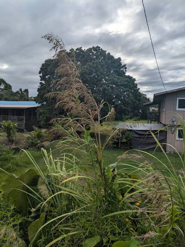 Themeda villosa Inflorescence