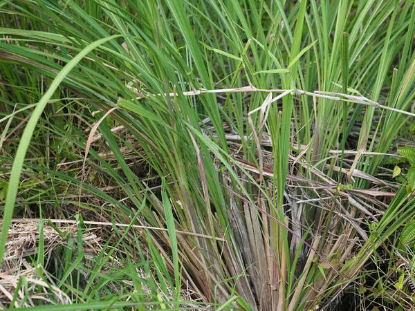 Themeda villosa Plant